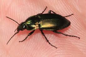 Attēlu rezultāti vaicājumam “Poecilus cupreus”