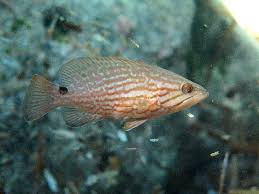 Image result for Mycteroperca rubra