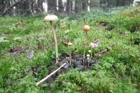 Attēlu rezultāti vaicājumam “Protostropharia alcis”