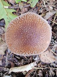 Attēlu rezultāti vaicājumam “Amanita rubescens”