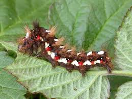 Attēlu rezultāti vaicājumam “Acronicta rumicis larva”