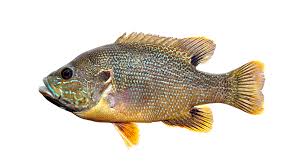 Image result for Lepomis cyanellus
