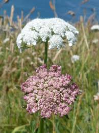 Attēlu rezultāti vaicājumam “Umbelliferae”