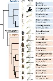 Attēlu rezultāti vaicājumam “Odonata”