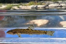 Attēlu rezultāti vaicājumam “Barbatula barbatula”