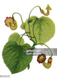 Attēlu rezultāti vaicājumam “Aristolochia durior leaf”