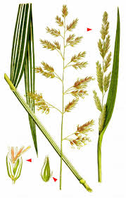 Attēlu rezultāti vaicājumam “Phalaroides arundinacea”