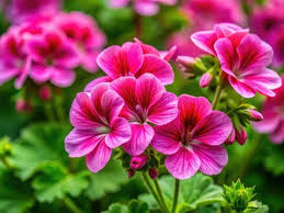 Attēlu rezultāti vaicājumam “Geranium pusillum flower”