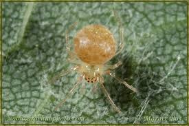 Attēlu rezultāti vaicājumam “Paidiscura pallens”