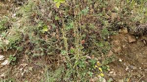 Attēlu rezultāti vaicājumam “Gnaphalium sylvaticum bud”