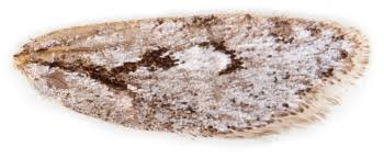 Attēlu rezultāti vaicājumam “Semioscopis avellanella”