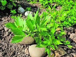 Image result for Liebstöckel