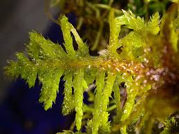 Attēlu rezultāti vaicājumam “Abietinella abietina”