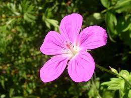 Attēlu rezultāti vaicājumam “Geranium palustre flower”