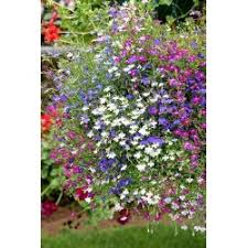 Attēlu rezultāti vaicājumam “Viola x williamsii”