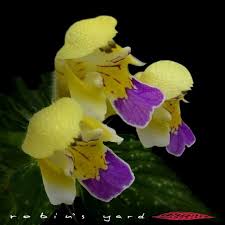 Attēlu rezultāti vaicājumam “Galeopsis speciosa”