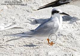 Image result for Sterna forsteri