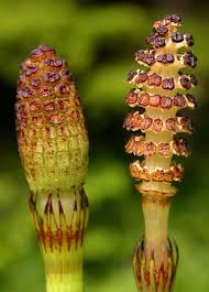 Attēlu rezultāti vaicājumam “Equisetum fluviatile”