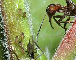 Attēlu rezultāti vaicājumam “Chaitophorus populeti”