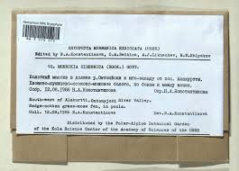 Attēlu rezultāti vaicājumam “Moerckia hibernica”