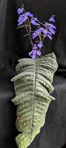 Image result for Streptocarpus