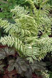 Attēlu rezultāti vaicājumam “Polemonium caeruleum leaf”