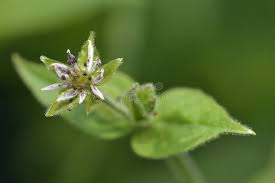 Attēlu rezultāti vaicājumam “Myosoton aquaticum flower”