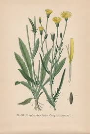 Attēlu rezultāti vaicājumam “Crepis tectorum”