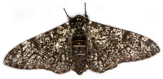 Attēlu rezultāti vaicājumam “Biston betularia”