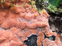 Attēlu rezultāti vaicājumam “Rhodonia placenta”