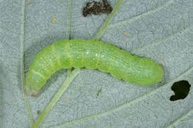 Attēlu rezultāti vaicājumam “Mniotype satura”