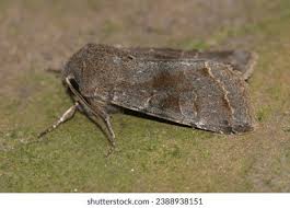 Attēlu rezultāti vaicājumam “Orthosia incerta”