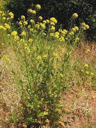 Attēlu rezultāti vaicājumam “Sisymbrium loeselii”