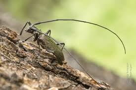 Attēlu rezultāti vaicājumam “Monochamus urussovi”