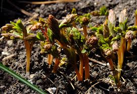 Attēlu rezultāti vaicājumam “Corydalis solida fruit”