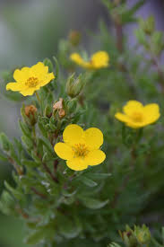 Attēlu rezultāti vaicājumam “Pentaphylloides fruticosa flower”
