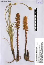 Attēlu rezultāti vaicājumam “Orobanche coerulescens bud”