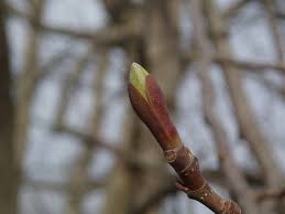 Attēlu rezultāti vaicājumam “Liriodendron tulipifera bud”