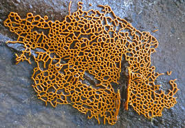 Attēlu rezultāti vaicājumam “Hemitrichia serpula spores”