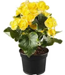 Image result for Бегония Элатиор 12х22 4601887072423