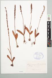 Attēlu rezultāti vaicājumam “Herminium monorchis”