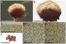 Attēlu rezultāti vaicājumam “Isopaches bicrenatus”