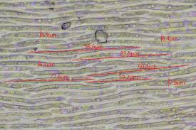 Attēlu rezultāti vaicājumam “Calliergonella lindbergii”