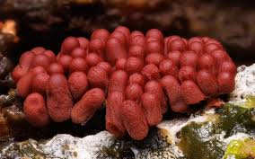 Attēlu rezultāti vaicājumam “Arcyria affinis”