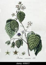 Attēlu rezultāti vaicājumam “Rubus caesius flower”