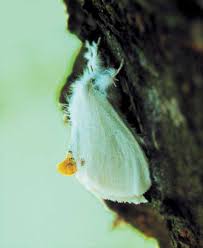 Attēlu rezultāti vaicājumam “Euproctis similis imago”
