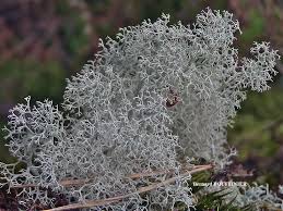 Attēlu rezultāti vaicājumam “Cladonia ciliata”