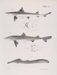 Image result for Mustelus canis