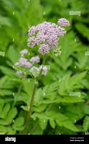 Attēlu rezultāti vaicājumam “Chaerophyllum aromaticum fruit”