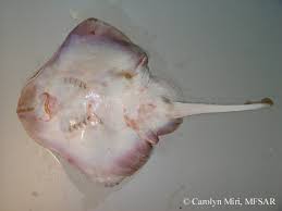 Image result for Leucoraja ocellata